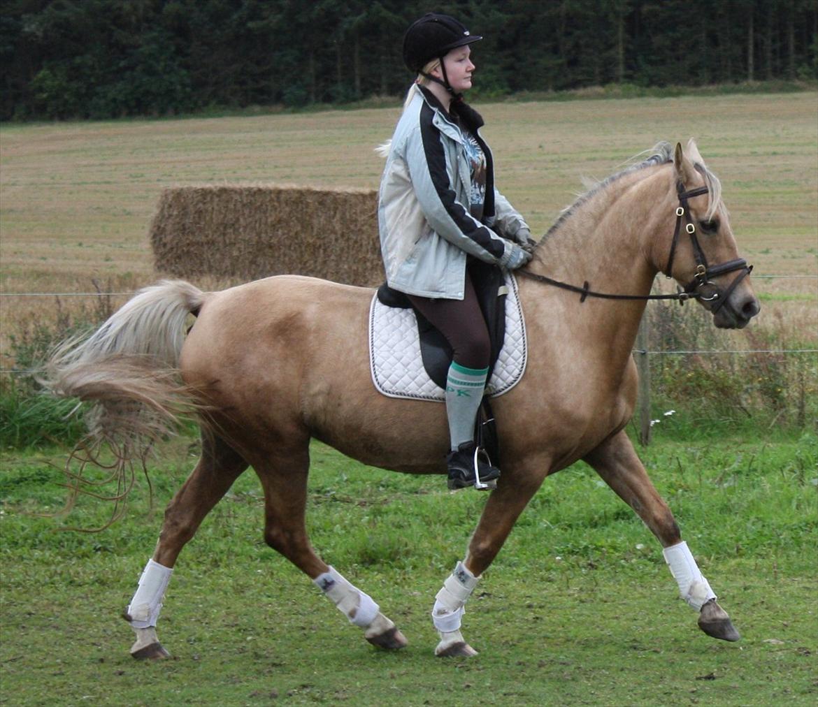 Palomino Surprise (har lånt) billede 6