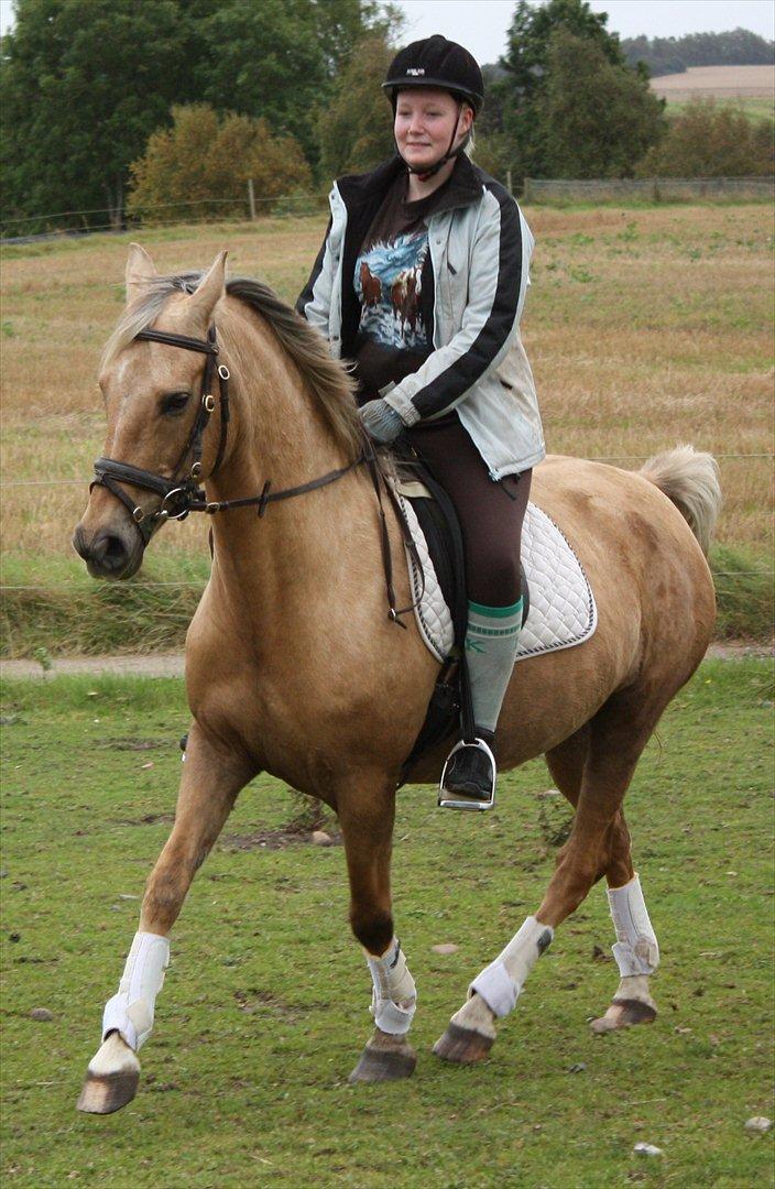 Palomino Surprise (har lånt) billede 7