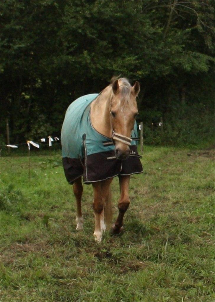 Palomino Surprise (har lånt) - Lige kommet hjem <3 billede 8
