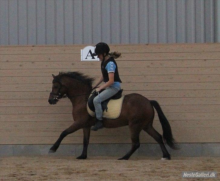 Anden særlig race spirit - Træning aug 2011 billede 14