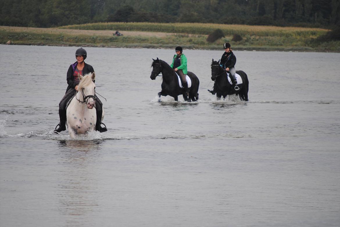 Frieser Yara van de Wisselplats - dejligt at ride i vandet  billede 9
