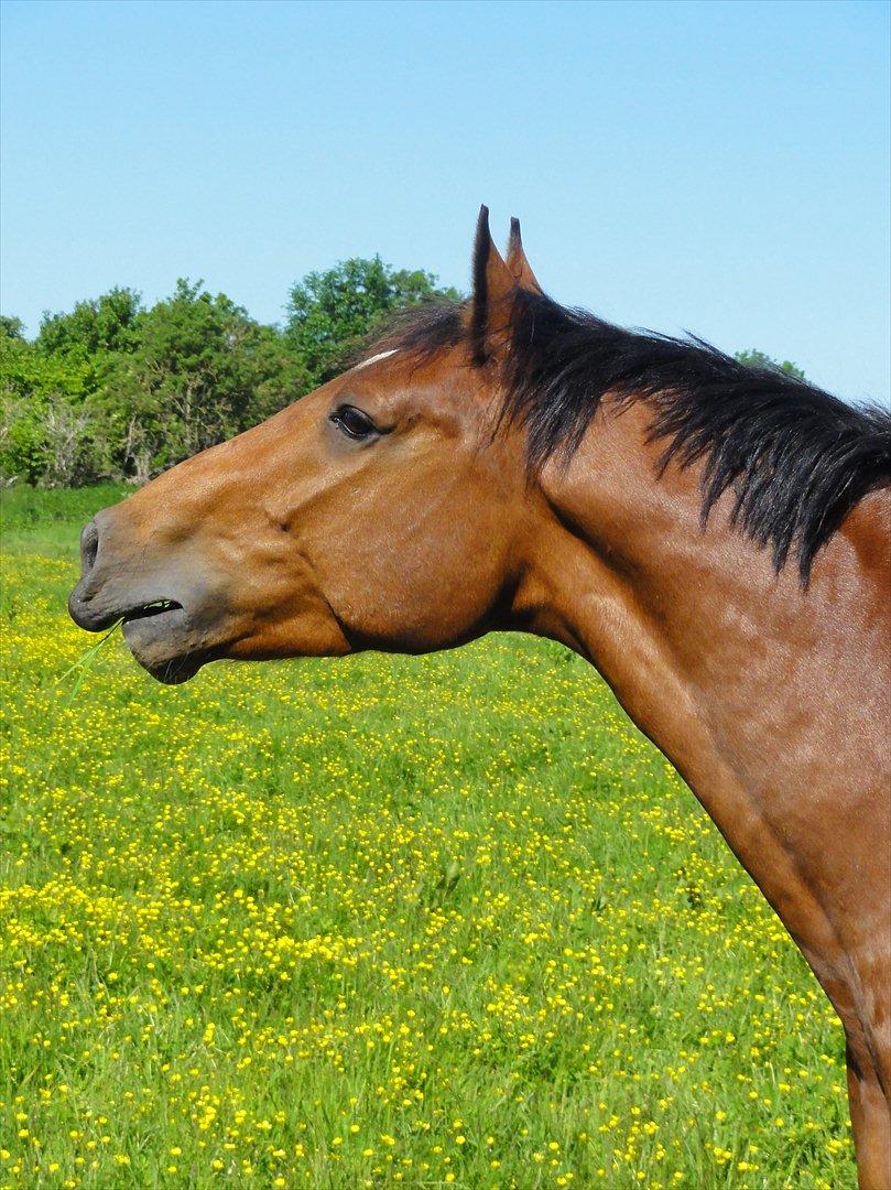 Hannoveraner Bjergdalens Michelin Star billede 10
