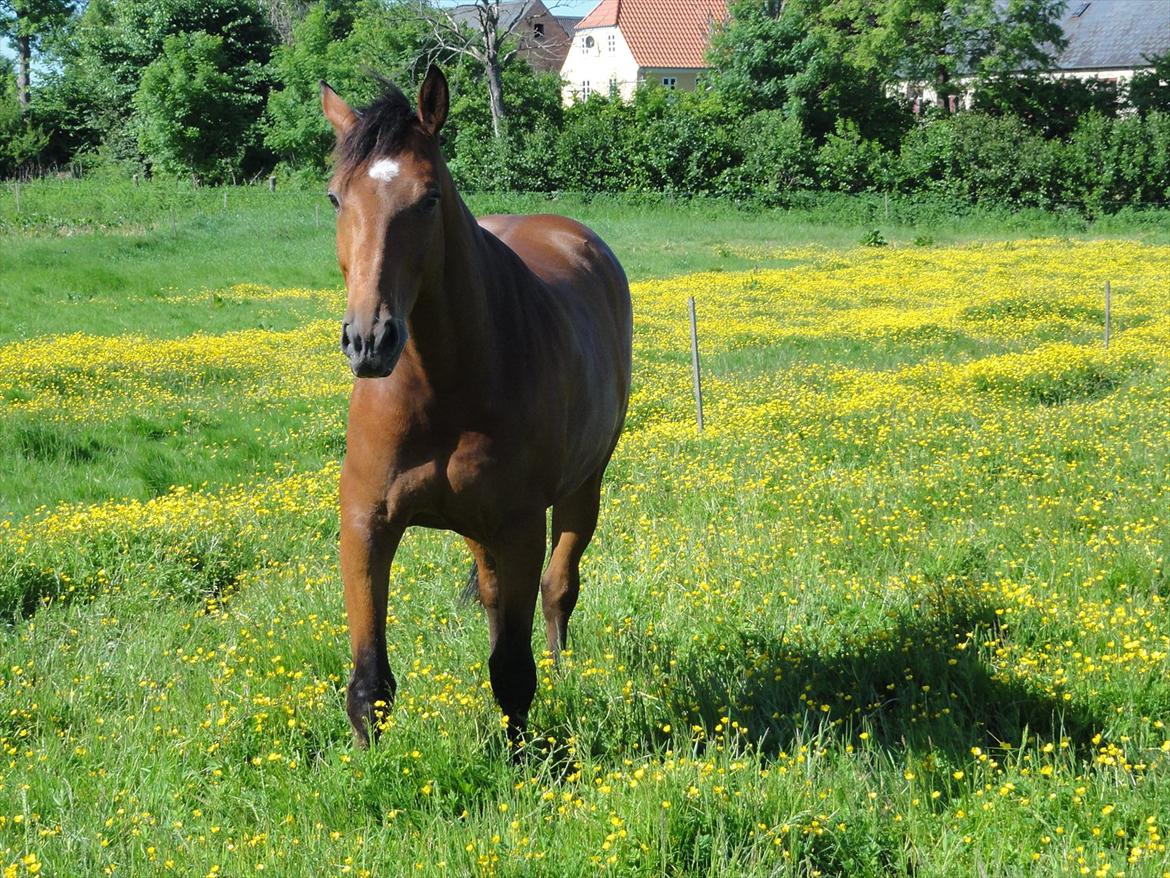 Hannoveraner Bjergdalens Michelin Star billede 11