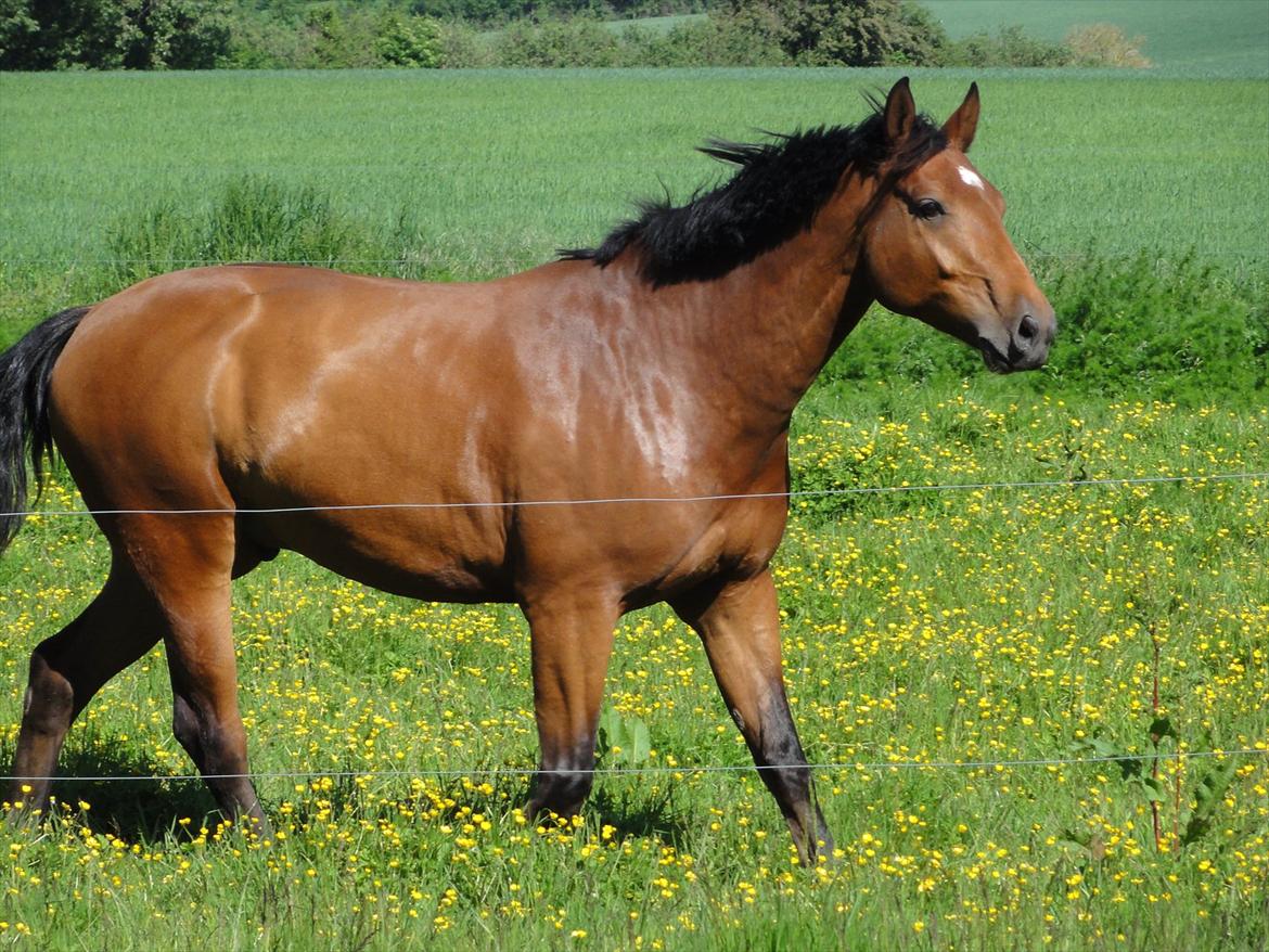 Hannoveraner Bjergdalens Michelin Star billede 12