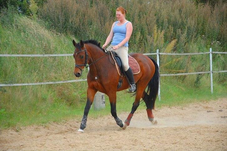 Dansk Varmblod Luciel (Tidl. Låne Hest) billede 2