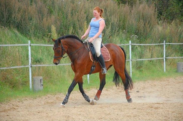 Dansk Varmblod Luciel (Tidl. Låne Hest) billede 3