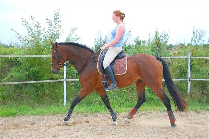 Dansk Varmblod Luciel (Tidl. Låne Hest) billede 8