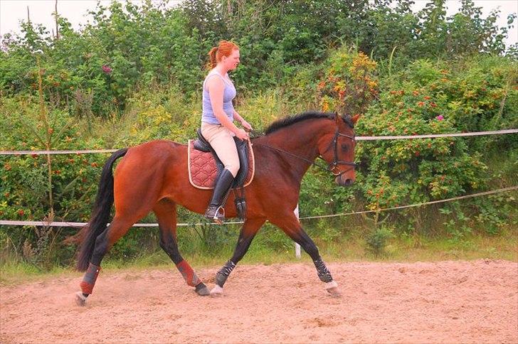 Dansk Varmblod Luciel (Tidl. Låne Hest) billede 1