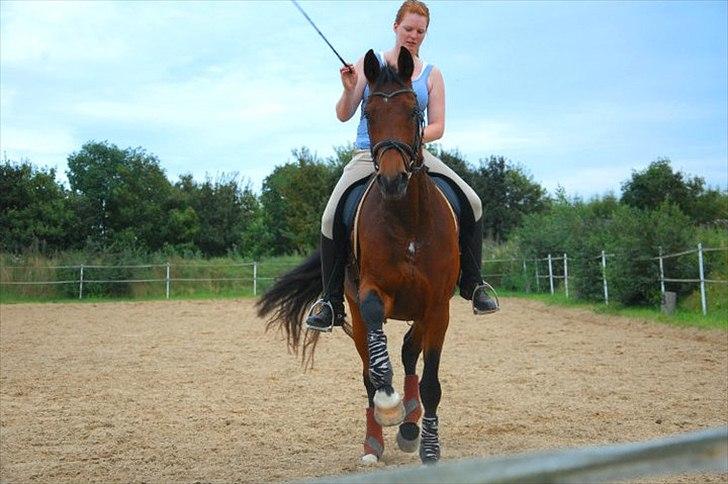 Dansk Varmblod Luciel (Tidl. Låne Hest) - Spanske skridt billede 10