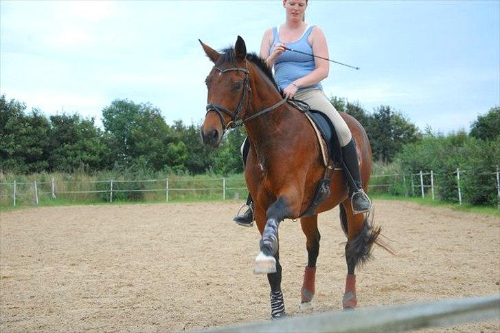 Dansk Varmblod Luciel (Tidl. Låne Hest) - Spanske skridt billede 9