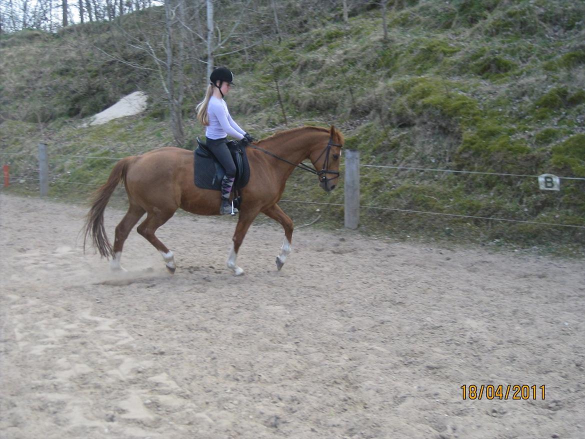 Dansk Varmblod Lamour / Standly billede 8