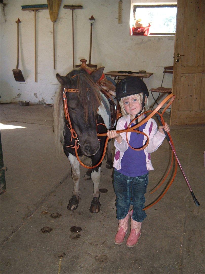 Anden særlig race Jo jo billede 10