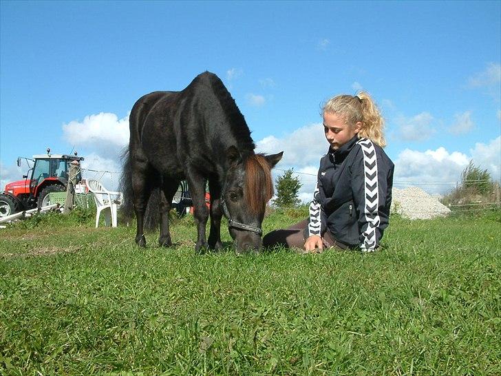 Shetlænder Claus † RIP † 10/9-11:( - Jeg Elsker Dig!<3
en af de sidste billeder af basse :-( billede 1
