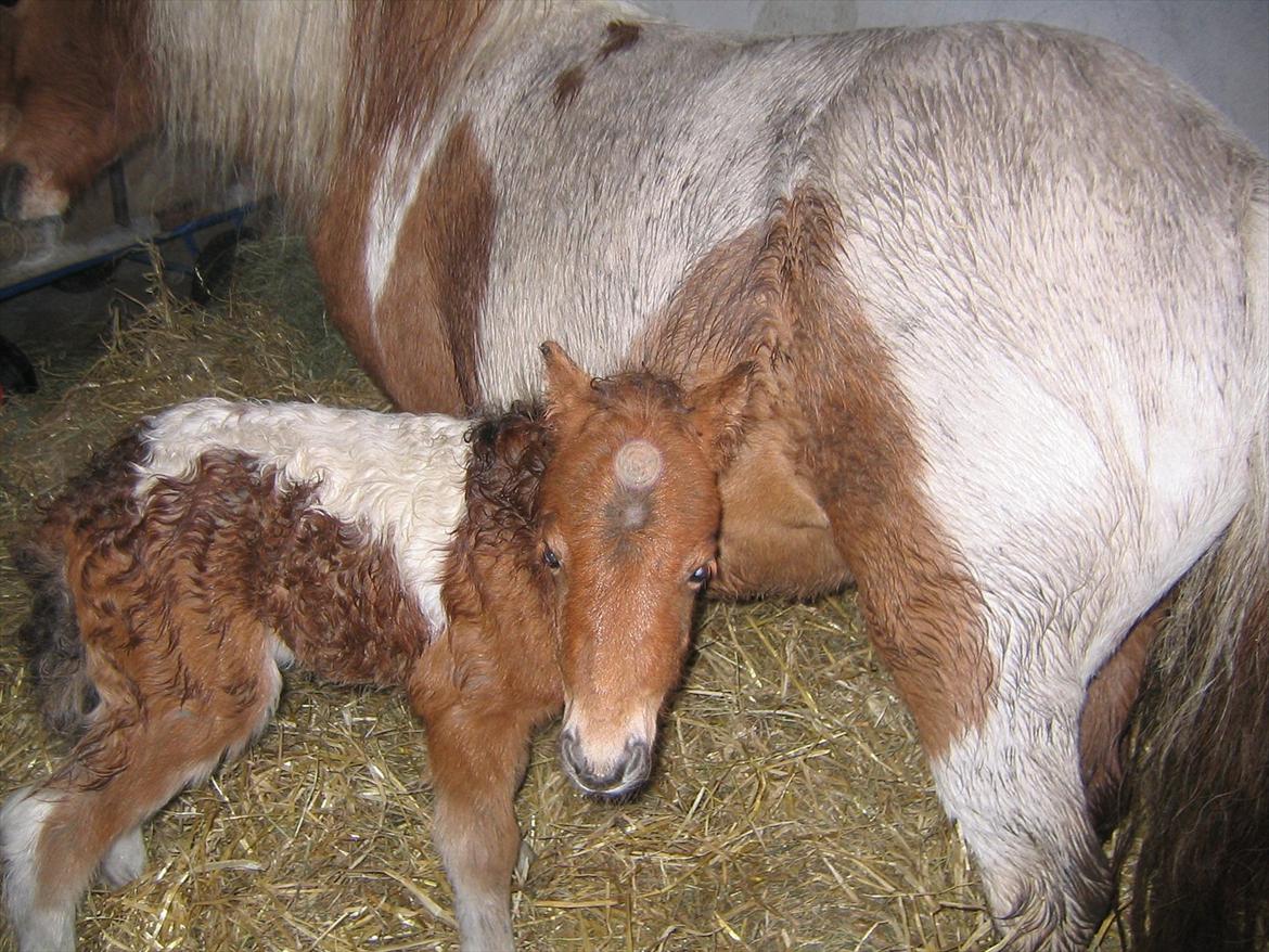 Shetlænder Archie - Archie som Baby :)

Billedet har jeg fået tilsendt af tidligere ejer - Lotte billede 7