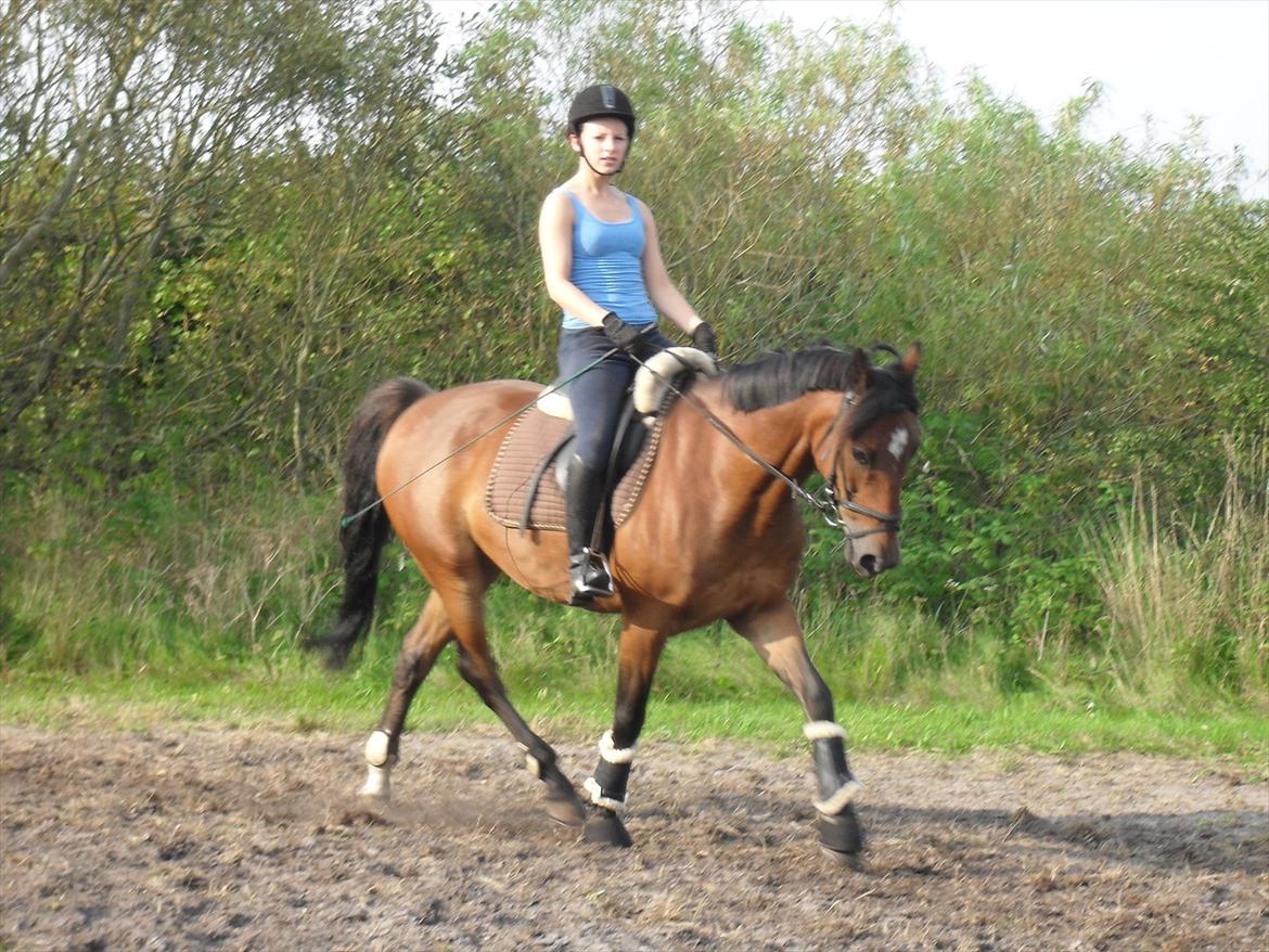 Hollandsk Sportspony Fiégo - Dressur hjemme på den nye bane :D
August 2011. billede 19