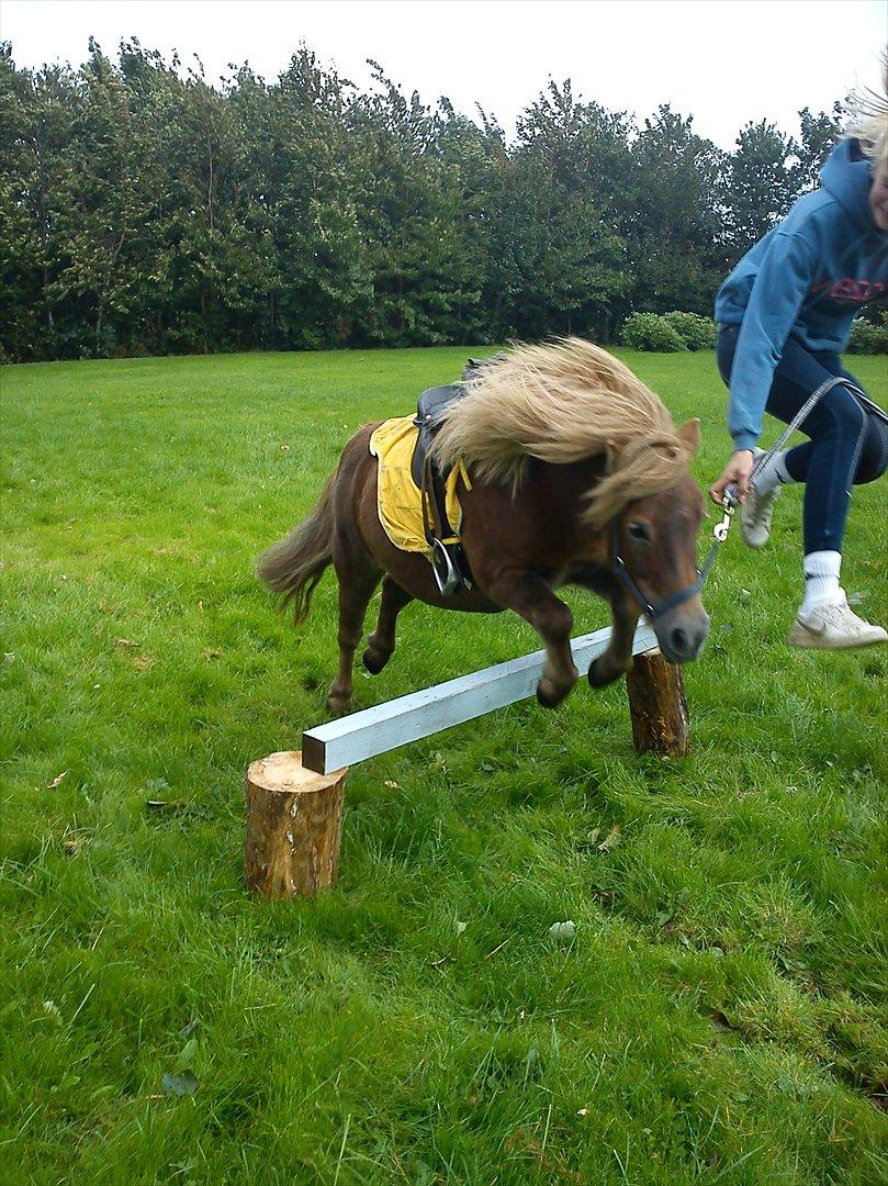 Shetlænder Bella billede 4