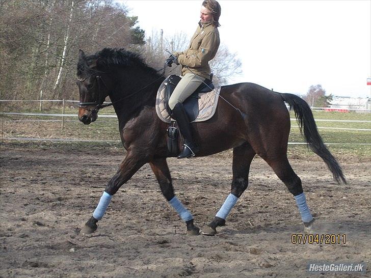 Anden særlig race Nymarks Tristan . - Susanne ( forrige ejer ) Har hermed sin faste plads på siden . Tristan er blevet  til den han er pga. sine ejere .Christina , og avler . Elsker ham ! billede 13