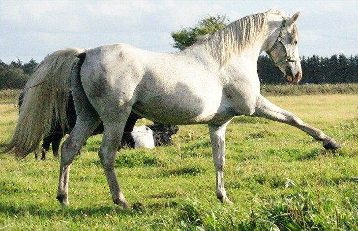 Arabisk fuldblod (OX) Silviars Benjamin CA fri billede 11