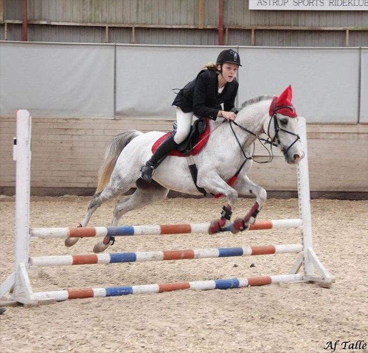 DSP Hannibal - Fuld fart over feltet ;-) hahaha! LD (70 cm.) 2011 billede 12