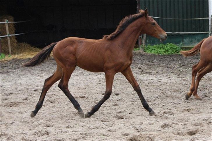 Hollandsk Varmblod Geronimo S billede 8