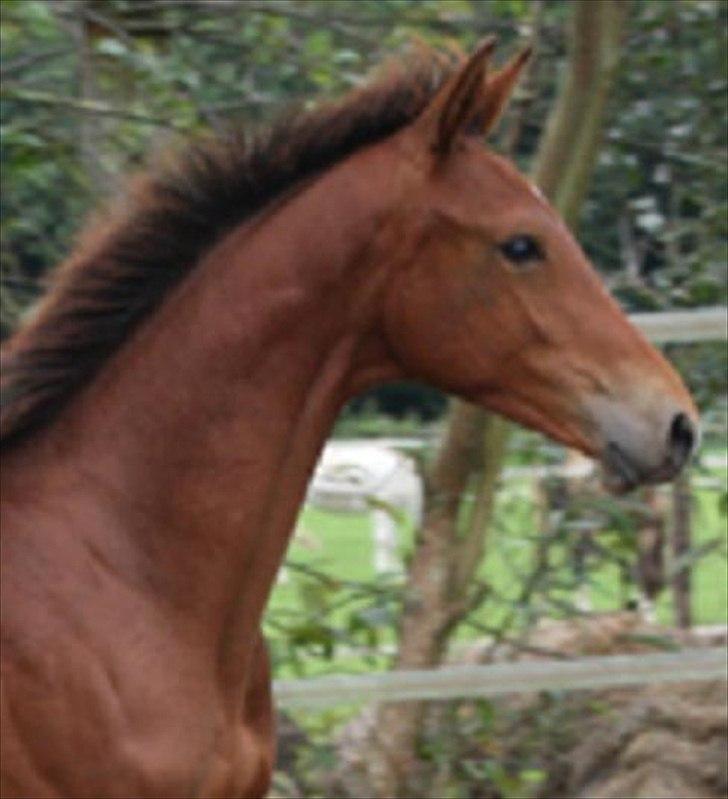 Hollandsk Varmblod Geronimo S billede 9