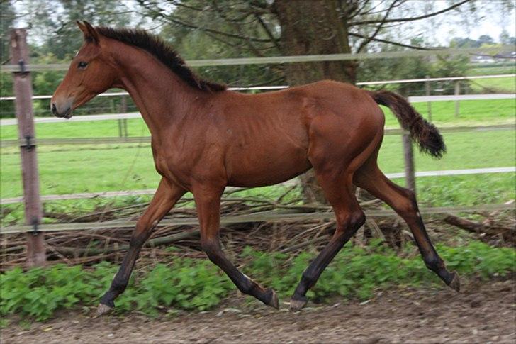 Hollandsk Varmblod Geronimo S billede 10