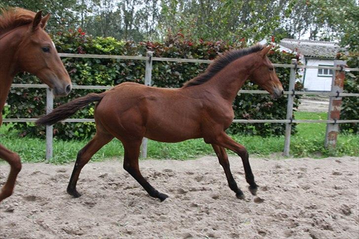 Hollandsk Varmblod Geronimo S billede 12