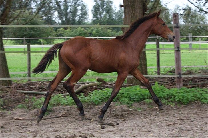 Hollandsk Varmblod Geronimo S billede 13