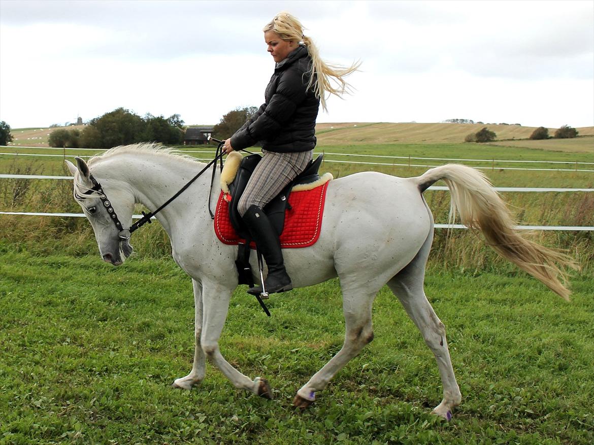 Arabisk fuldblod (OX) ,-*`Moonwalker's Lacoste´*-, //SOLGT// billede 9