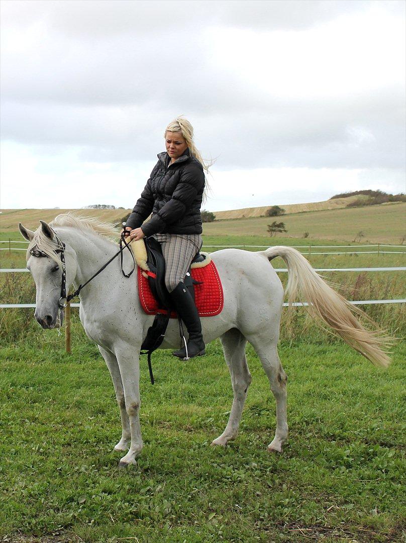 Arabisk fuldblod (OX) ,-*`Moonwalker's Lacoste´*-, //SOLGT// billede 10