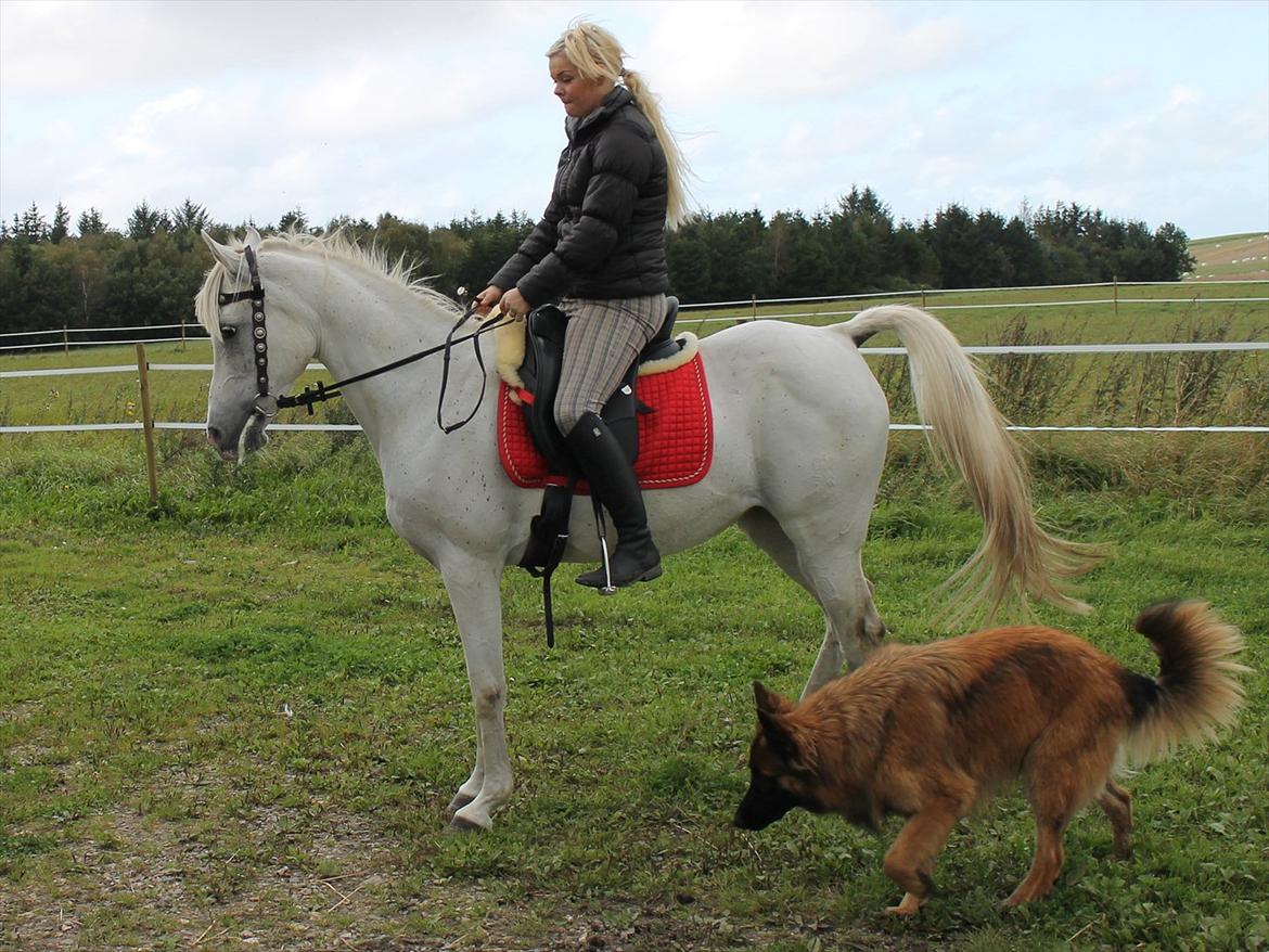 Arabisk fuldblod (OX) ,-*`Moonwalker's Lacoste´*-, //SOLGT// billede 11