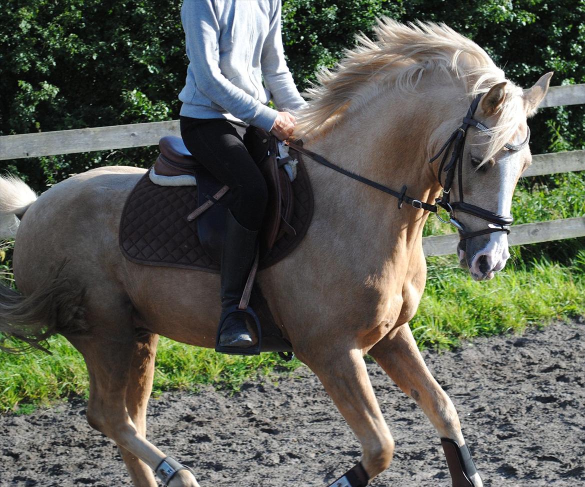 Palomino Yabadoo - lækker gallop!! :* billede 13
