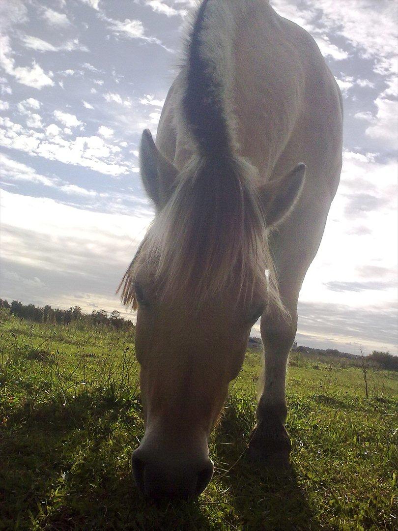 Fjordhest Tarzan (gamle part) - Smukke Dreng billede 2