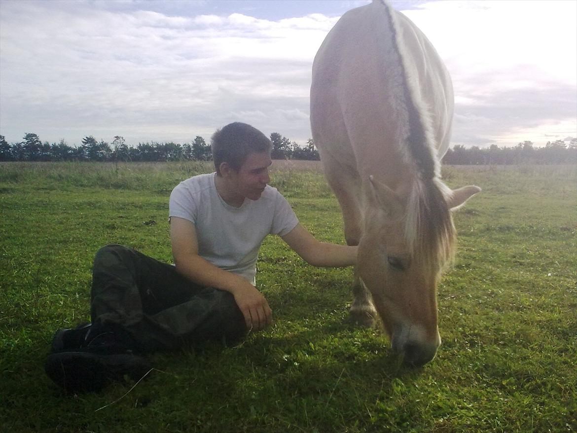 Fjordhest Tarzan (gamle part) billede 3