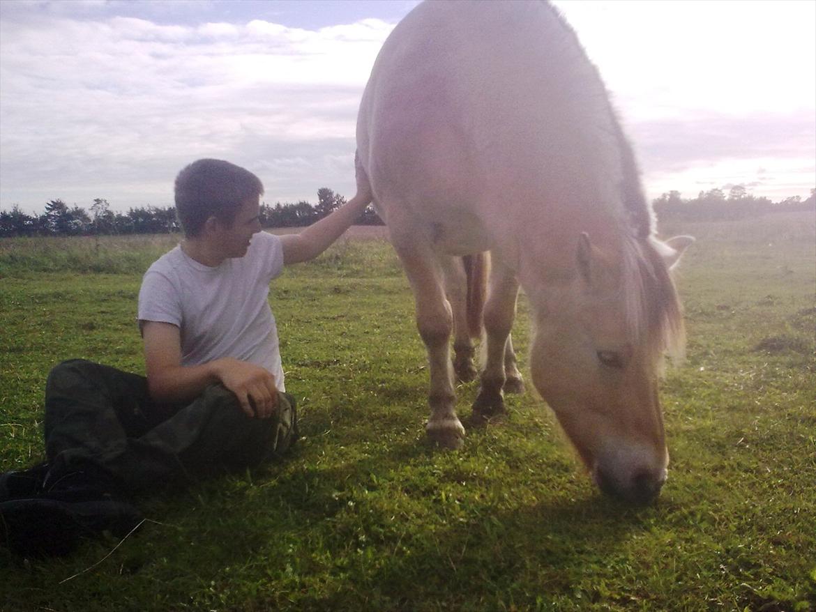 Fjordhest Tarzan (gamle part) - Alexander og Tarzan nyder livet billede 4