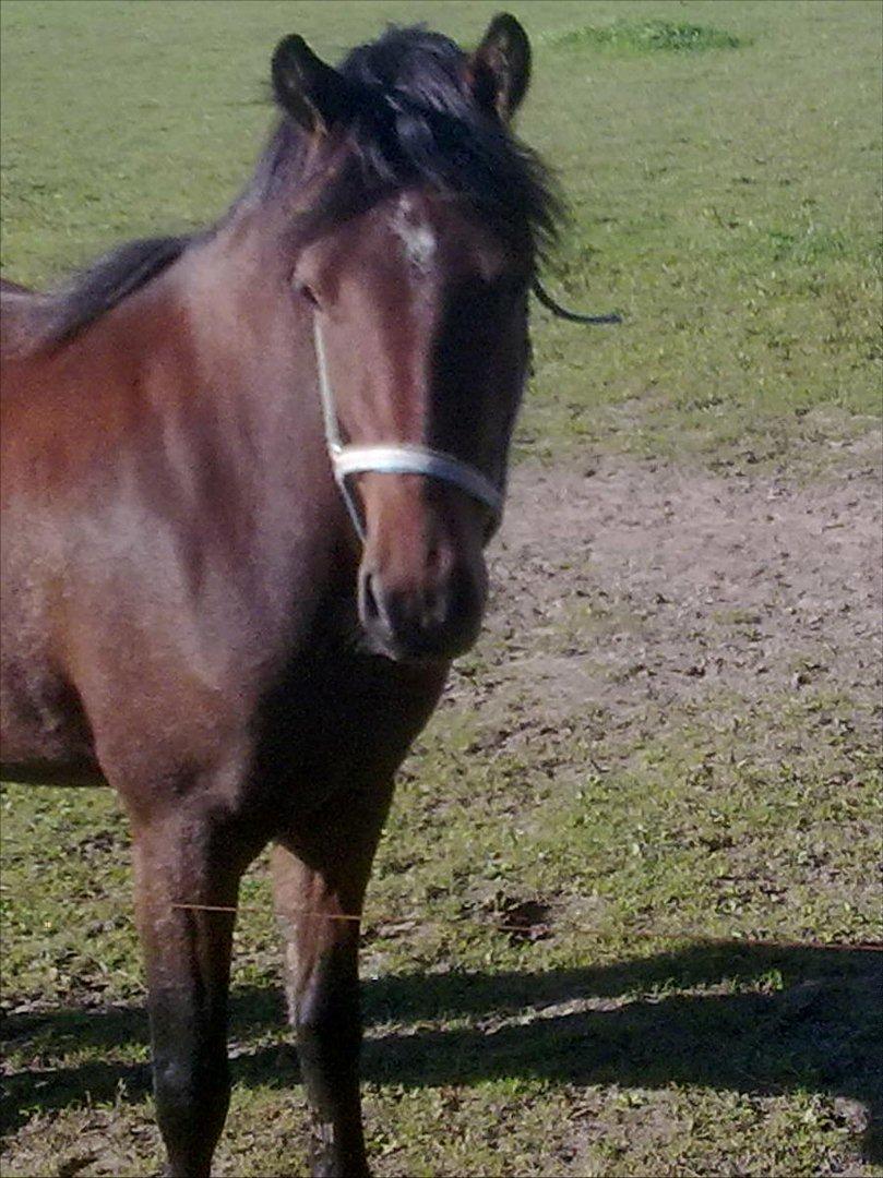 DSP yasmin - meget nysgerrig over for kameraet billede 1