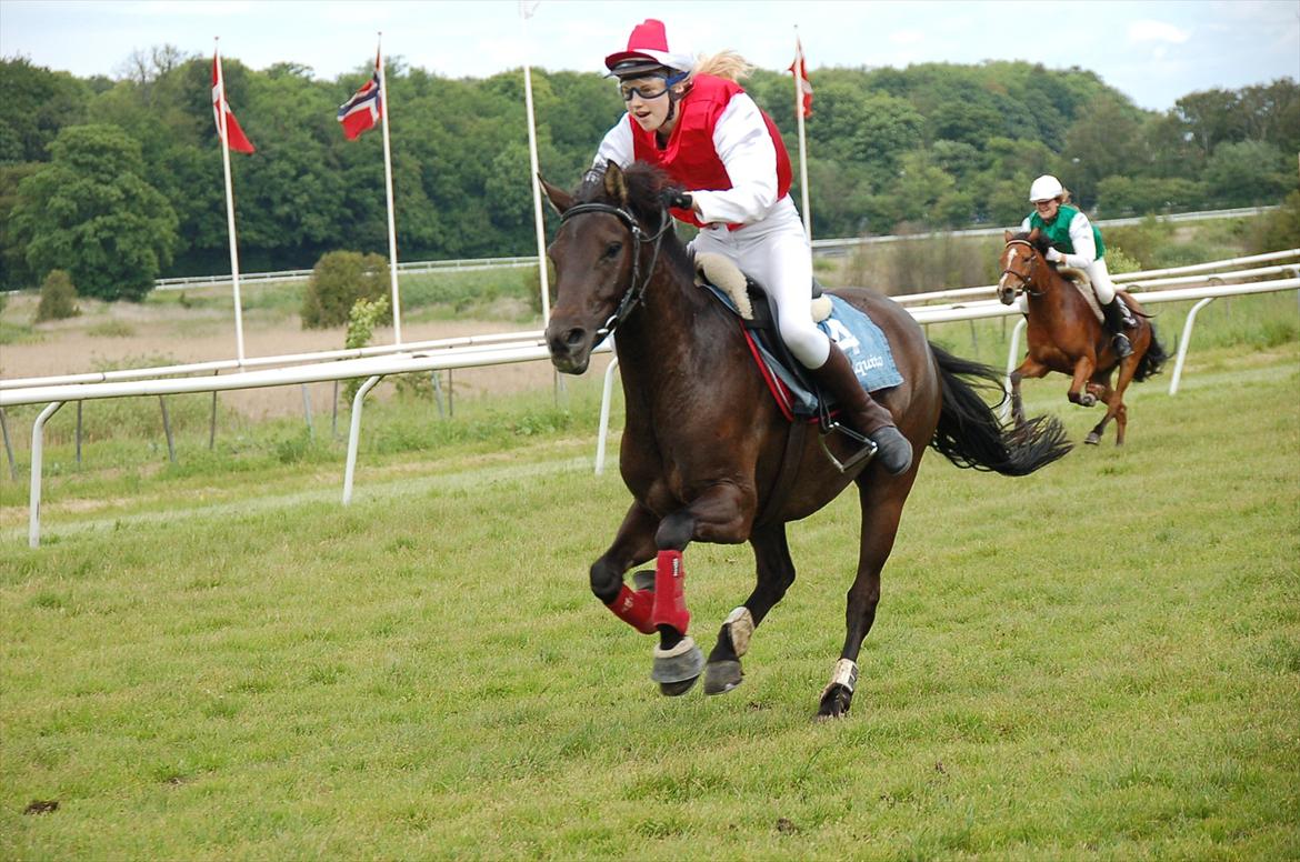 Hollandsk Sportspony Stuntman - Til ponygalopløb! Yay han var sej! Ingen kommentare til den mistede stigbøjle ;-) billede 6