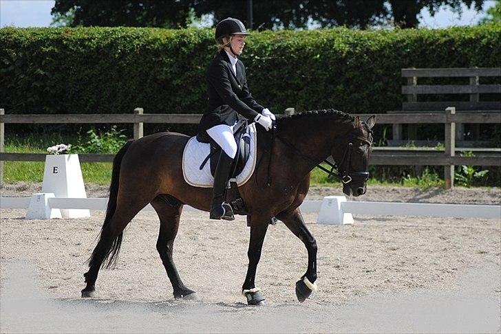 Hollandsk Sportspony Stuntman - Stævne på Mattsson billede 8