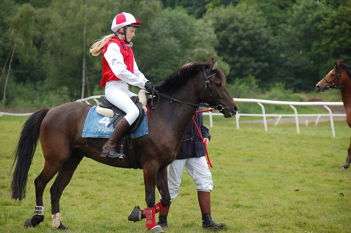 Hollandsk Sportspony Stuntman - Efter ponygalopløb billede 10