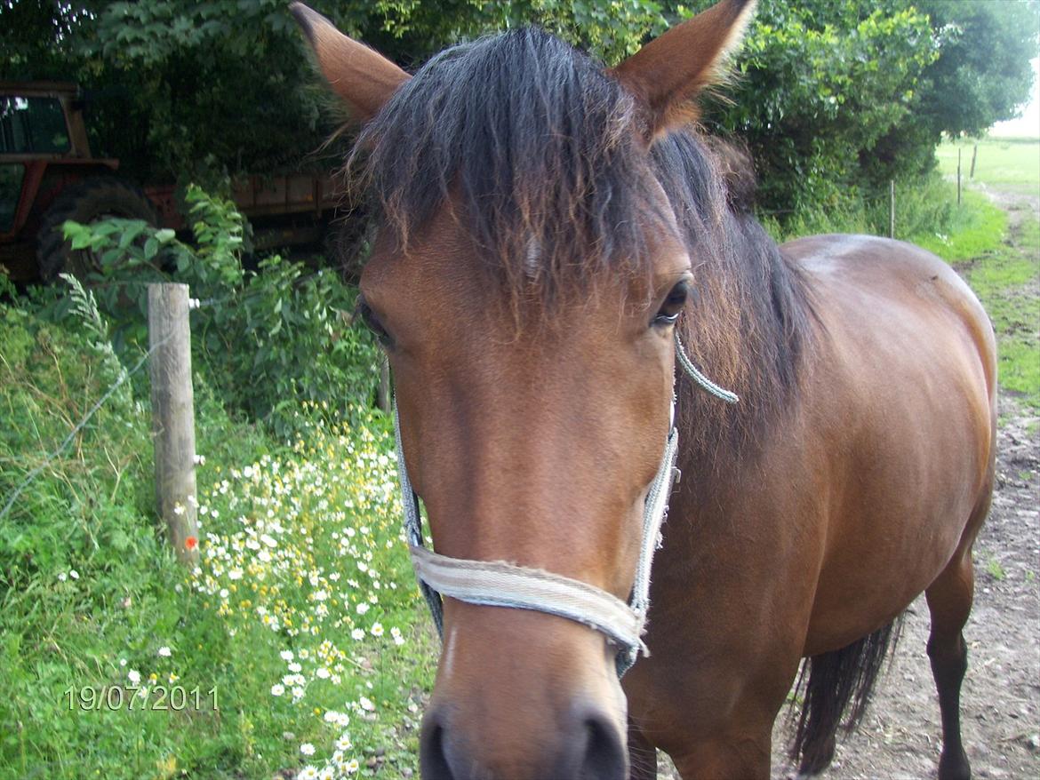 DSP yasmin - yasmin bliver altså lidt jaloux hvis nman snakker med andre heste end hende billede 2