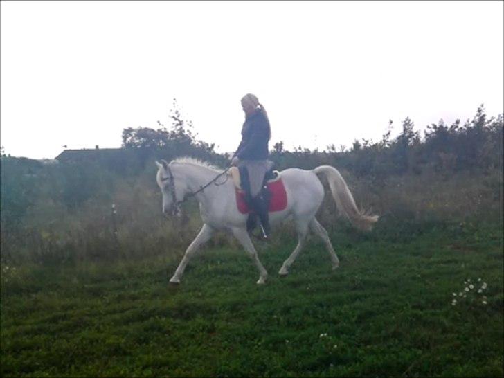 Arabisk fuldblod (OX) ,-*`Moonwalker's Lacoste´*-, //SOLGT// billede 18