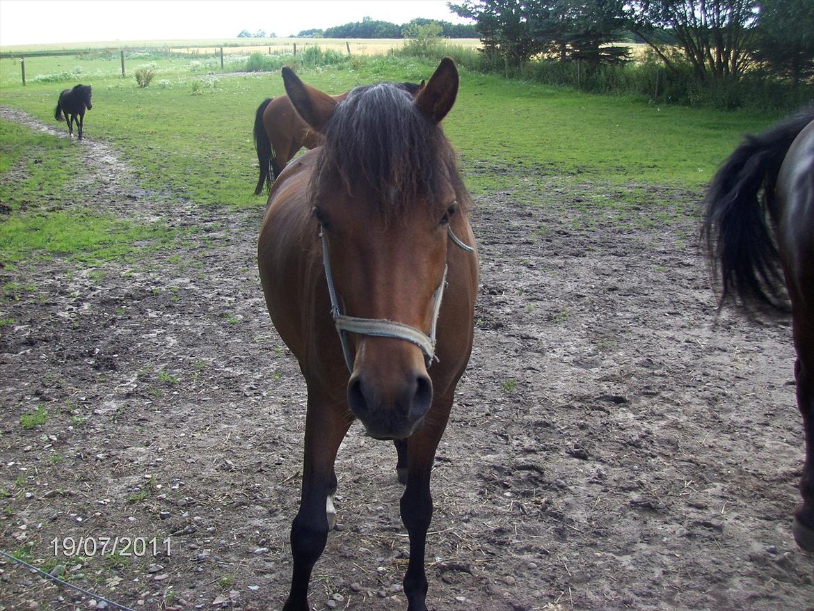 DSP yasmin billede 4