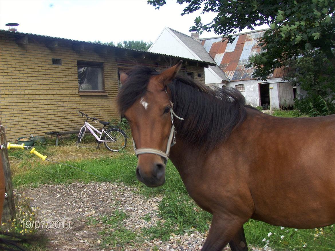 DSP yasmin - "jeg vil altså gerne ind" billede 5