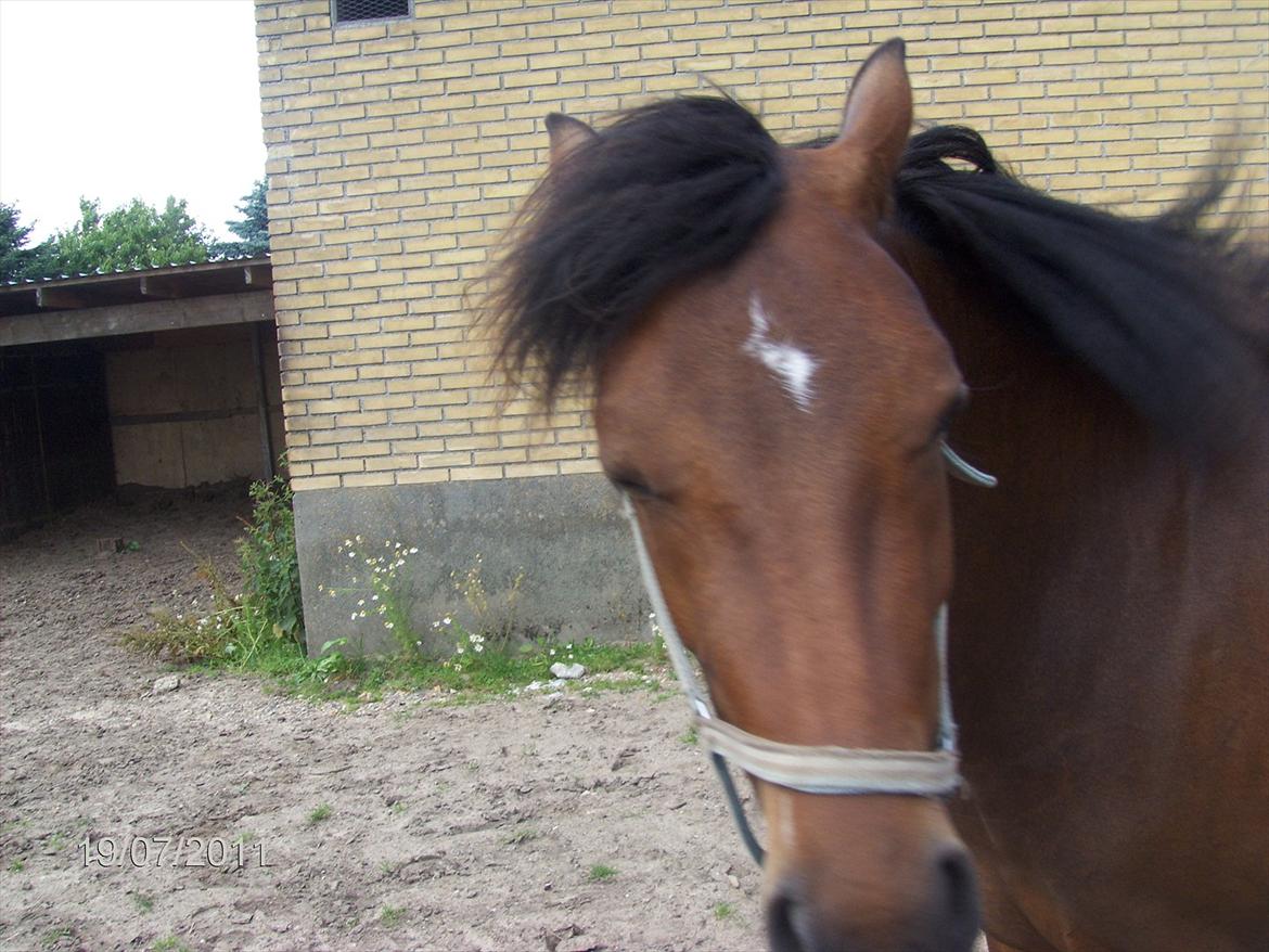 DSP yasmin billede 6