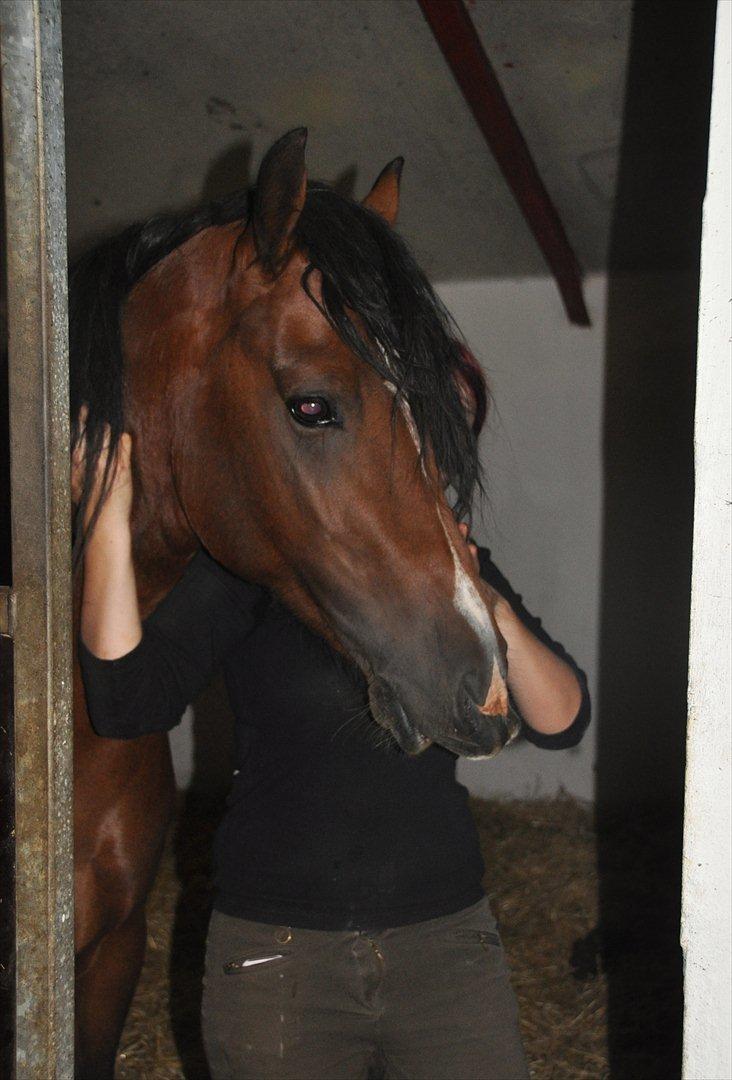 Welsh Cob (sec D) Lindbergs Milton B-PONY billede 11