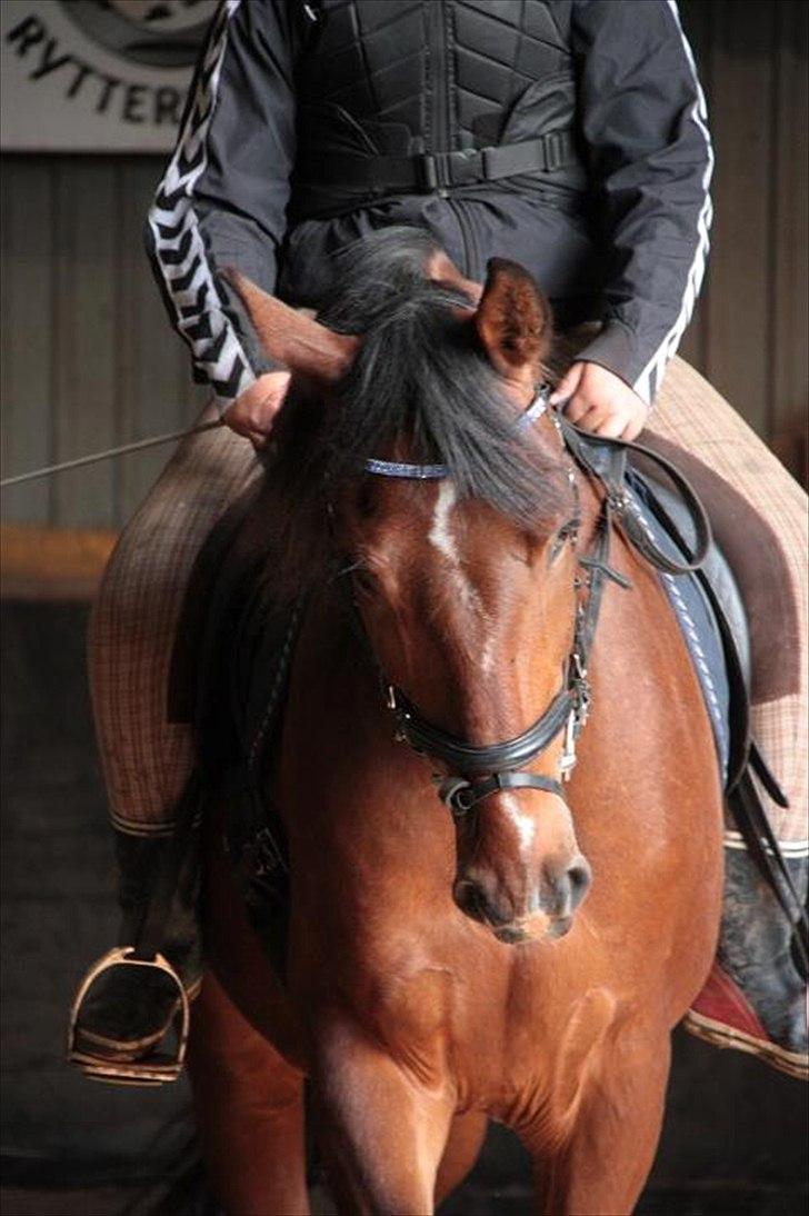 Anden særlig race Ocean billede 10