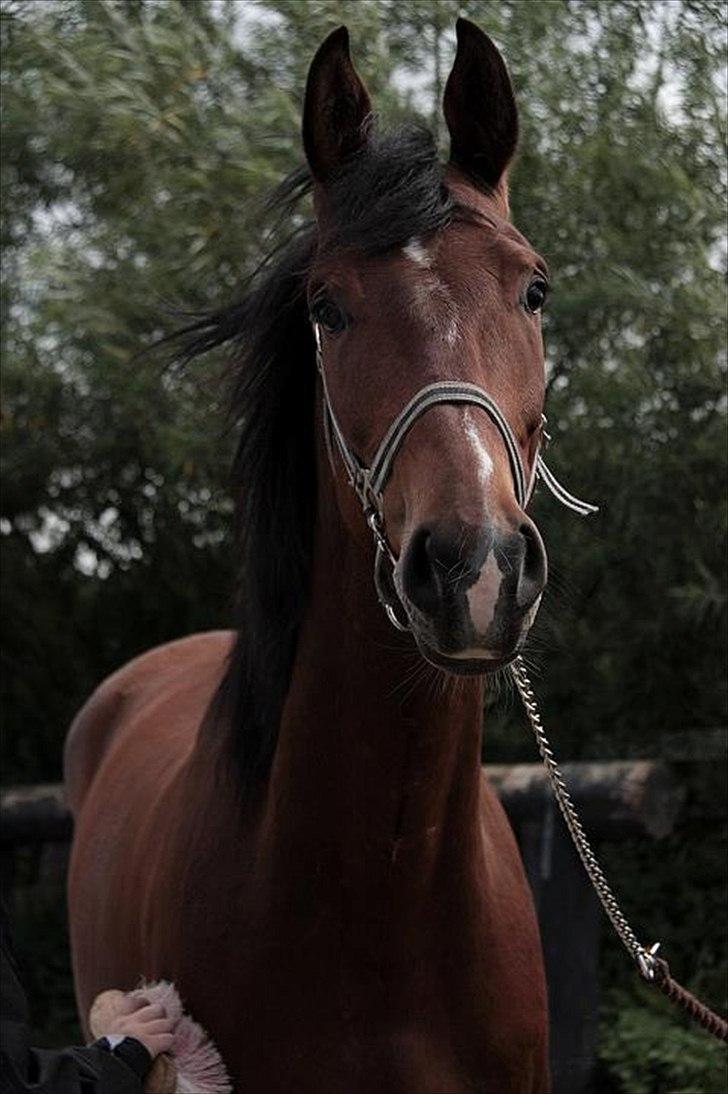 Anden særlig race Ocean billede 1