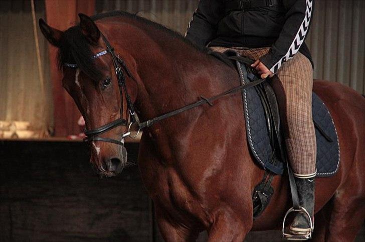 Anden særlig race Ocean billede 11