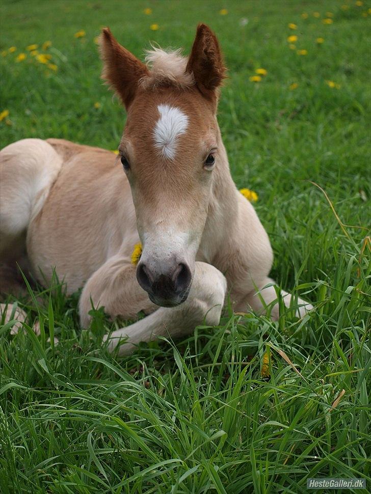 Haflinger Athæus MBM - Athæus ikke ret gammel.
Billede lånt af tidligere ejer billede 1
