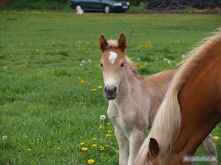 Haflinger Athæus MBM billede 2